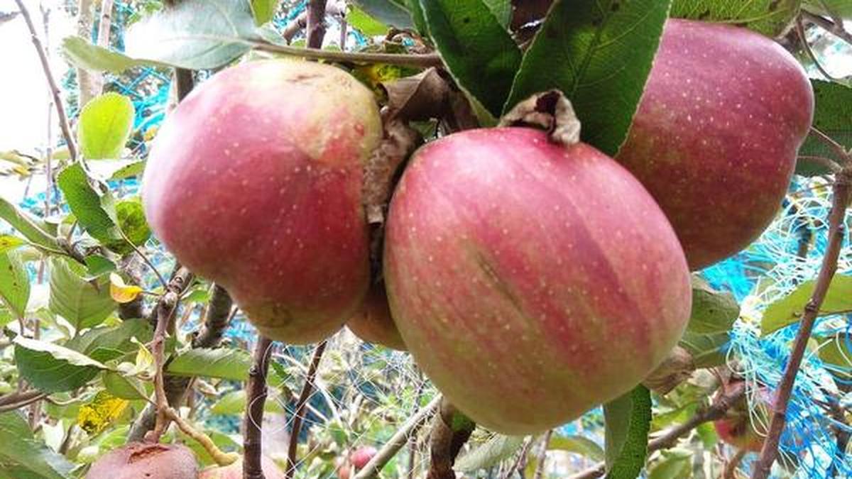 All set for apple harvest at Kanthallur The Hindu